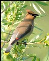 Picture Title - Cedar Waxwing