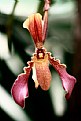 Picture Title - Lady's Slipper