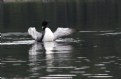 Picture Title - Common Loon