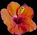 Picture Title - hibiscus