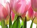 Picture Title - Tulip Talk