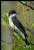 Eastern Kingbird