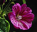 Picture Title - Malva Sylvestris