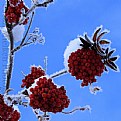Picture Title - Mountain Ash