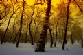 Picture Title - Winter scenery 02