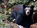 Picture Title - California Black Bear