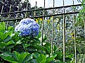 Picture Title - Fence & Hortensia