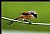 B156 (Long-tailed Shrike)