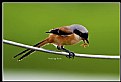 Picture Title - B156 (Long-tailed Shrike)