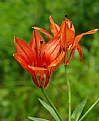 Picture Title - Wild Lillies