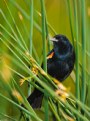 Picture Title - Red Wing Blackbird