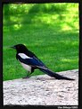 Picture Title - The Magpie