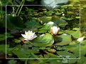 Picture Title - Pond Life