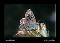 Picture Title - Lycaedides idas