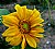 Sunflower-2