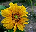 Picture Title - Sunflower-2