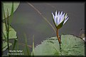 Picture Title - Water Lily