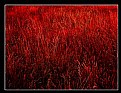 Picture Title - RED FIELD