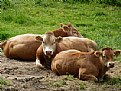 Picture Title - Bullocks Resting