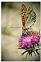 Picture Title - ...