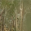 Picture Title - are you there