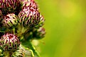 Picture Title - Thistle