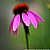 Cone Flower