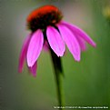 Picture Title - Cone Flower