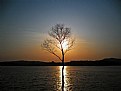 Picture Title - golden tree