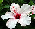 Picture Title - Anoher Hibiscus