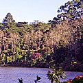 Picture Title - Trees & Lake