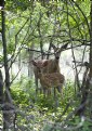 Picture Title - Doe and Fawn