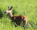 Picture Title - Deer, it's lunch time