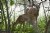 Doe and Fawn