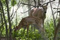 Picture Title - Doe and Fawn