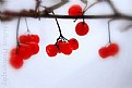 Picture Title - Winter Berries