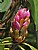 rhododendron bud