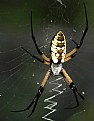 Picture Title - Spider