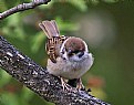 Picture Title - Passer montanus