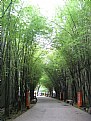 Picture Title - Green Corridor