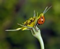 Picture Title - ladybird .