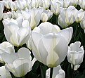 Picture Title - Tulipes