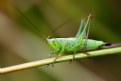 Picture Title - grasshopper