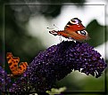 Picture Title - peacock butterfly