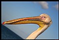 Picture Title - Pelecanus crispus Bruch