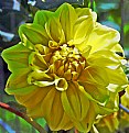 Picture Title - Another Dahlia