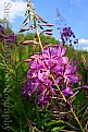 Picture Title - Fireweed