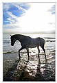 Picture Title - Sea horse