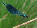 Picture Title - Male Banded Demoiselle, Calopteryx splendens (Harris, 1782)