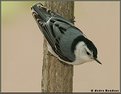 Picture Title - White-breasted Nuthatch